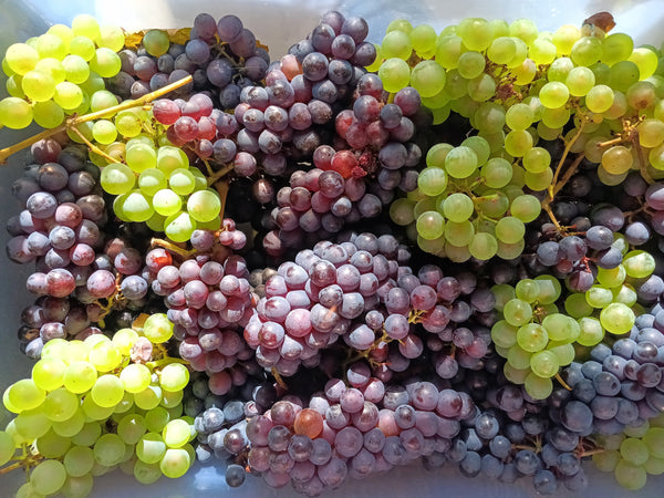 🌿 Wrapping Up a Wonderful Growing Season at Sister Sage Farm