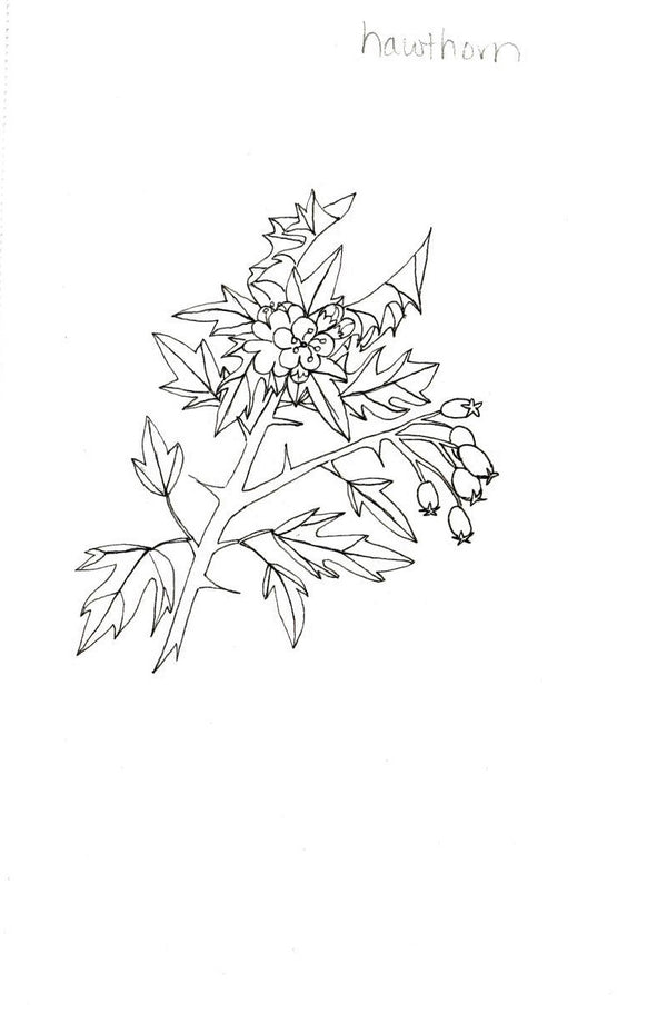 Hawthorn: Sharp Thorns and Sweet Berries