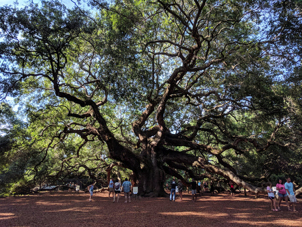 Angel Oak: The Beloved Tree Of South Carolina