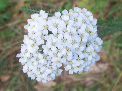 Podcast On Ancient Medicinal Plant: Yarrow