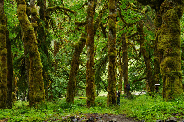 Plants, Trees, & Animals of Olympic National Park